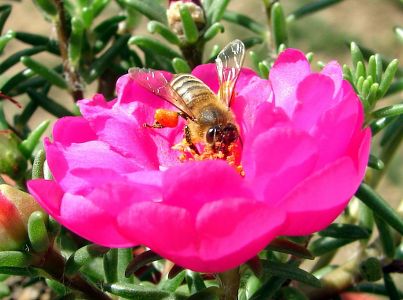 polen_toplayan_ari_450x300