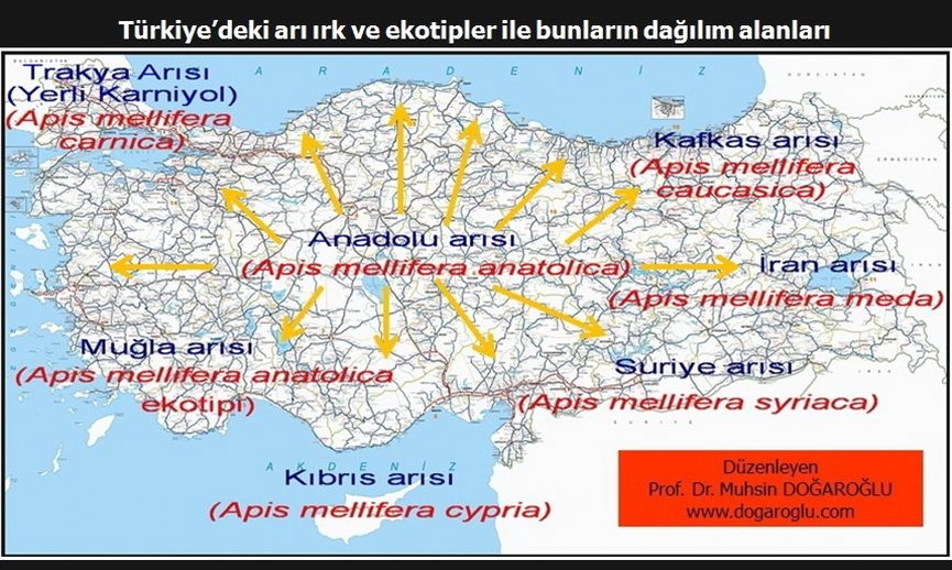 turkiyenin_ari_irk_ve_ekotipleri_ile_bunlarin_bolgelere_gore_dagilimi